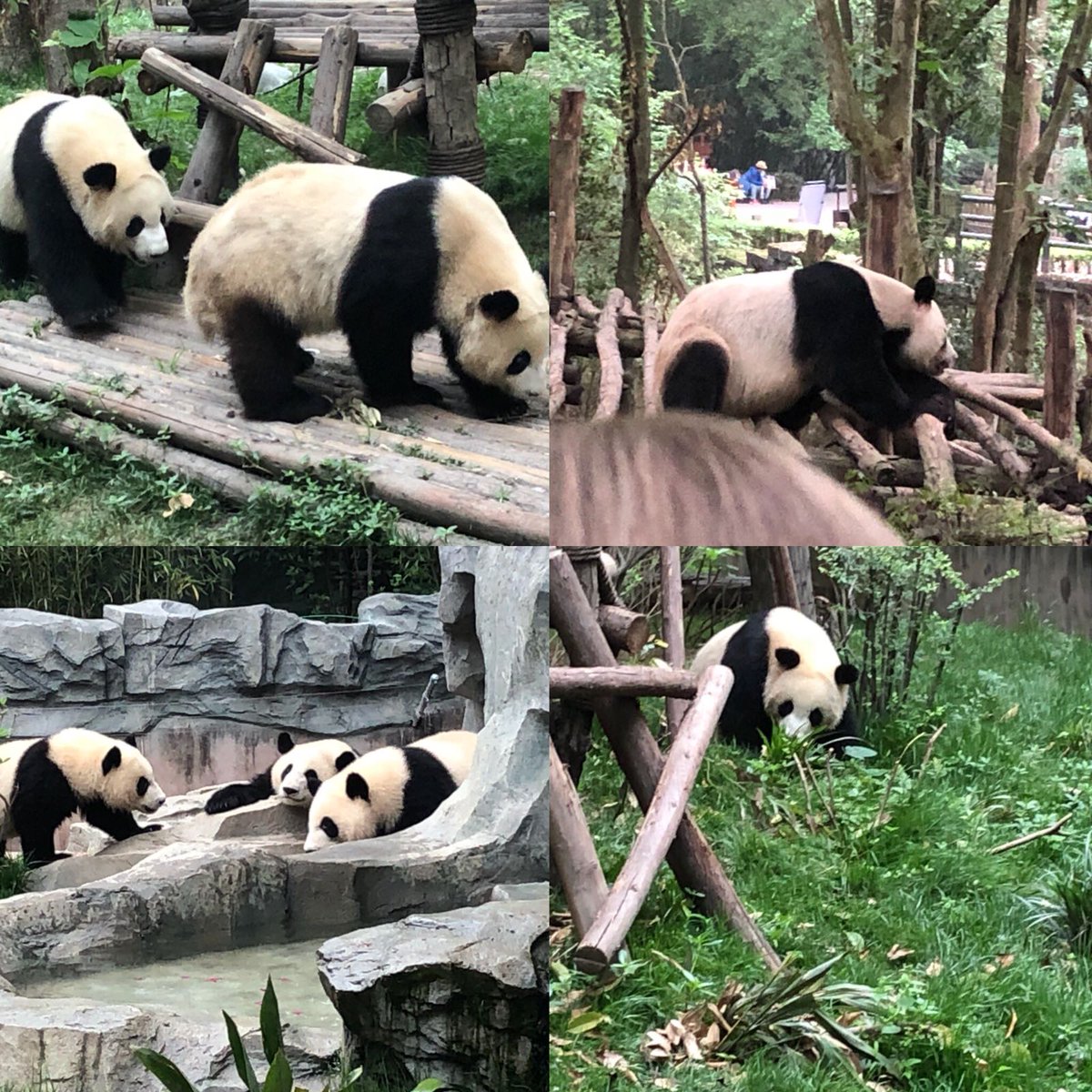 Meanwhile #Swimtime teachers teaching in #China sent us this perfect #Friday photo. That's what they see every day! OK, they don't, but they travel, have seen the #pandas and have an amazing time. Would you like to do the same? Watch this space!