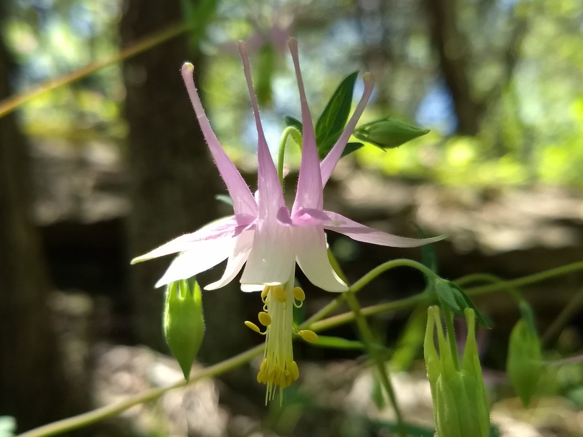 Have you noticed the Wild Columbine at Lehigh Portland Trails? It likes moist soils on limestone bluffs and outcroppings, and can be found along the Creekside Trail and on the Cave Trails. So delicate and pretty!