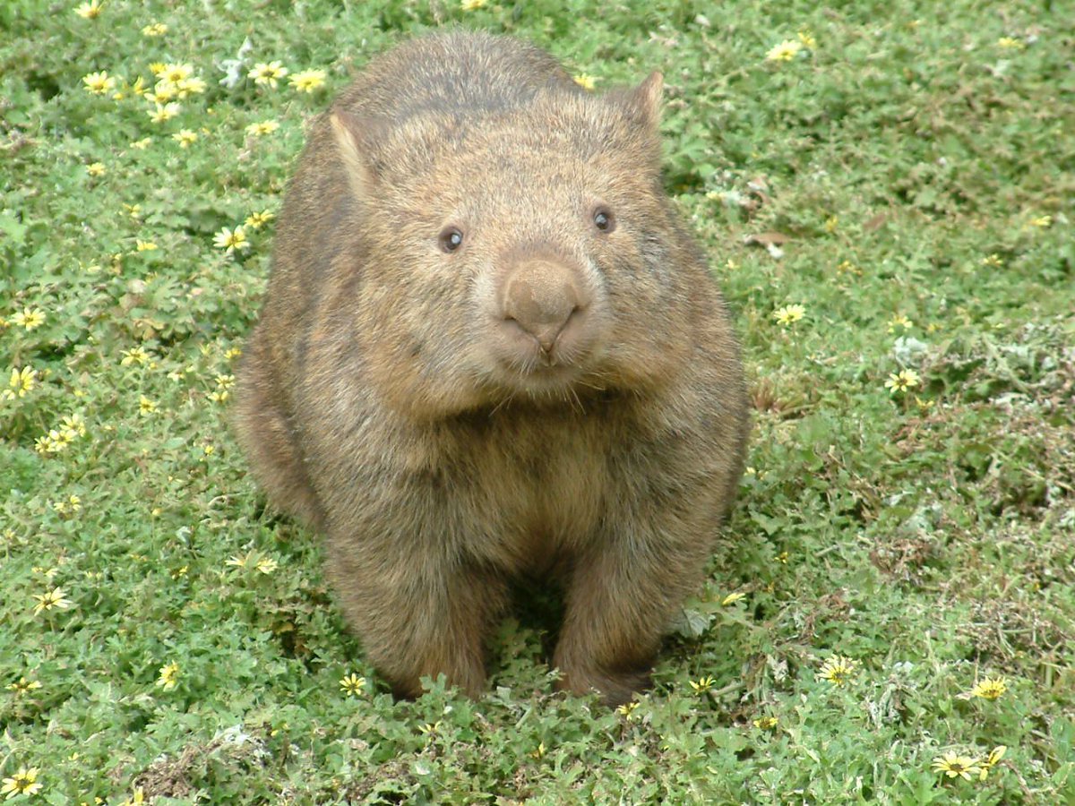 Uzivatel ばむくん Na Twitteru お腹に袋があって コアラに似ている動物が オーストラリアにいるんだって おとなしくって人懐っこい動物だから とてもかわいいらしよ モフモフしたいね ワーホリ オーストラリア ウォンバット Uzivatel ばむくん Na Twitteru お腹に袋があって コアラに似ている動物が オーストラリアにいるんだって おとなしくって人懐っこい動物だから とてもかわいいらしよ モフモフしたいね ワーホリ オーストラリア ウォンバット