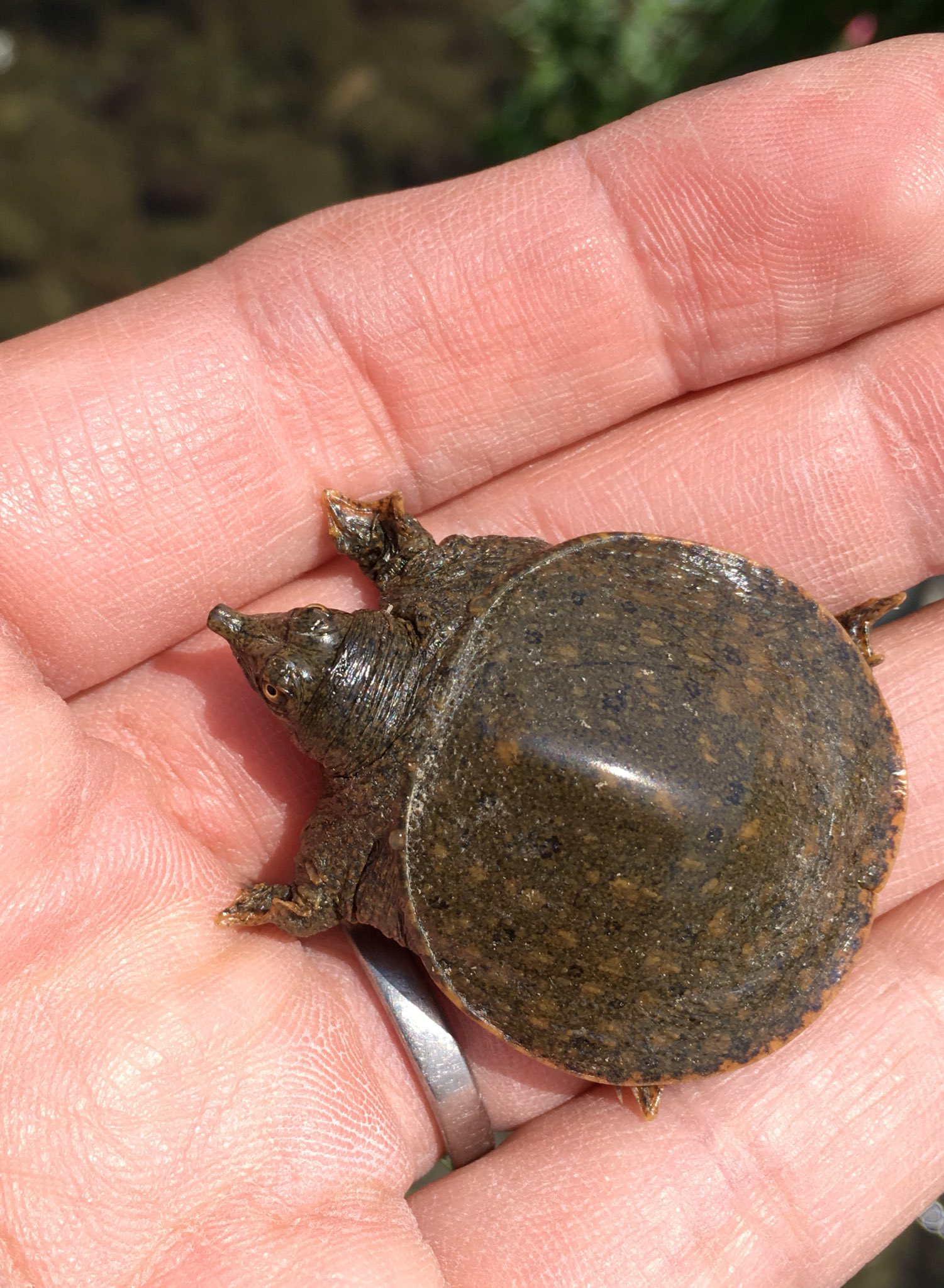 ジーク めちゃくちゃ可愛いスッポンの幼体 小さい頃はお腹朱色っぽいの知らなかった T Co Kcbd0ookmv Twitter