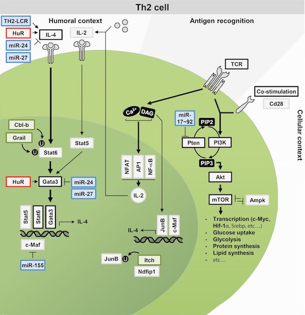 ebook targets for cancer