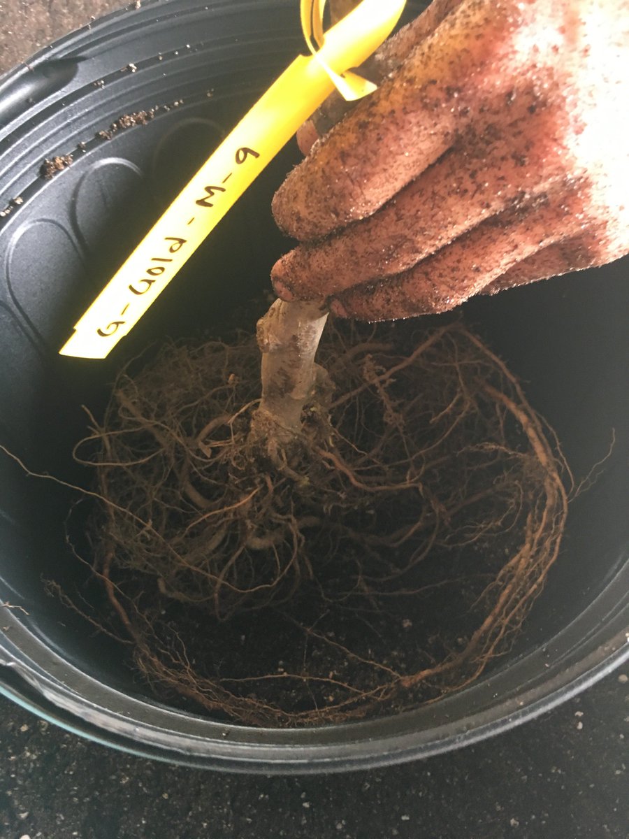 Many apple trees are scions that are grafted onto a root stock. At the UNH Macfarlane Greenhouse, we planted 80 grafted bare root trees of 'Wildfire Gala' and 'Ginger Gold' scions on M9 and G11 root stocks. #apples #plantpathology #greenhouse <a href="/NH_AES/">UNH Ag Research</a> <a href="/COLSA_UNH/">COLSA</a> <a href="/UNHExtension/">UNH Extension</a>