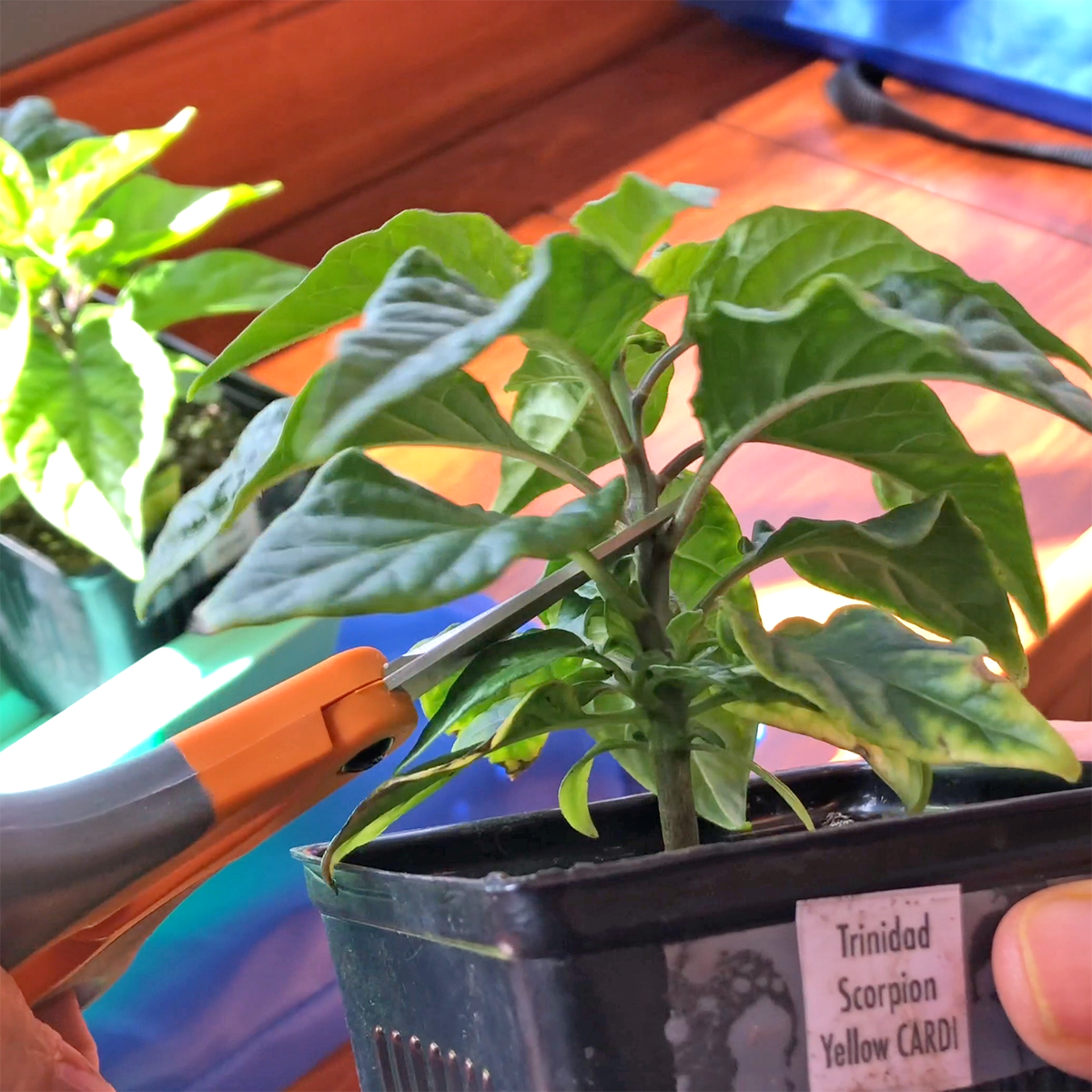 7PotClub's tweet photo. May 8, 2018: topping an Trinidad Scorpion Yellow CARDI pepper https://t.co/AlFaI37RRH #hotpeppers #trinidadscorpion #peppergarden #indoorgarden #northerngardener #minnesotagarden https://t.co/qOkZdeV2jQ
