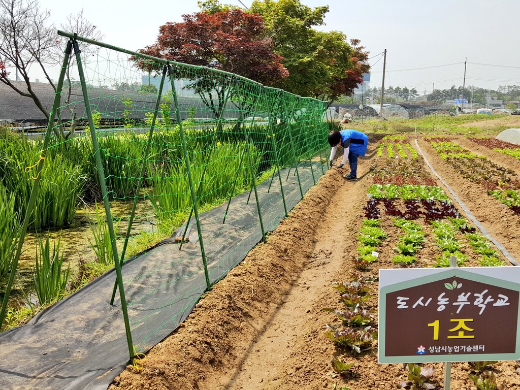 #성남시
#도시농부학교6기
자율참여수업으로 고구마 및 호박 오이 등 모종을 심고 텃밭작물 관리와 함께 엽채류 첫 수확을 했습니다.
날씨 까지 화창하게 텃밭농사가 즐거운 날 입니다^^
#성남시농업기술센터
#도시농업관리사
