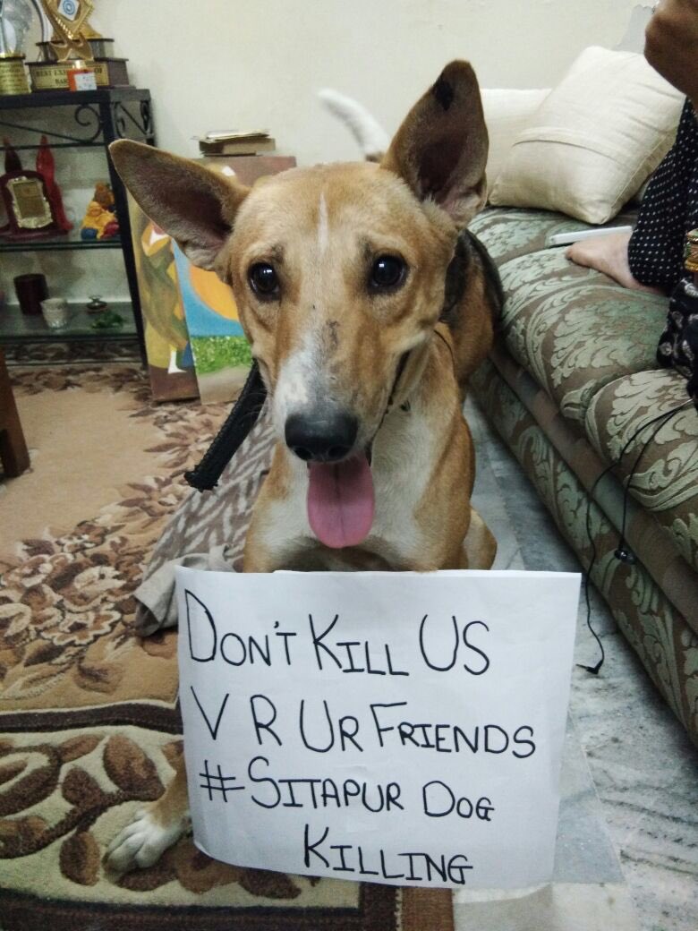 ritztrivedi's tweet photo. #IAmADogAndIAmNotAKiller
#DogsAreProtectors
#JusticeForSitapurDogs
#SaveDogsToSaveChildren

Copy-paste with ur message pics...till the mindsets damaged after these attacks understand it loud &amp; clear - Dogs are friends ! That WE WANT JUSTICE for the killed Sitapur DOGS &amp; CHILDREN. https://t.co/JLbL8MuLdv