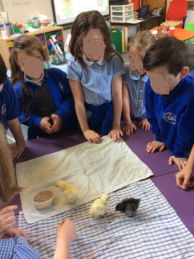 The Barkway year 2's had a special visitors today