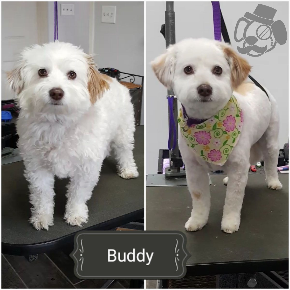 TCCGrooms's tweet photo. #Buddy! / ✂️ / #Poodlemix / #conspicupups #dog #dogs #doggrooming #doggroomer #pet #pets https://t.co/0zfn4TJfMV