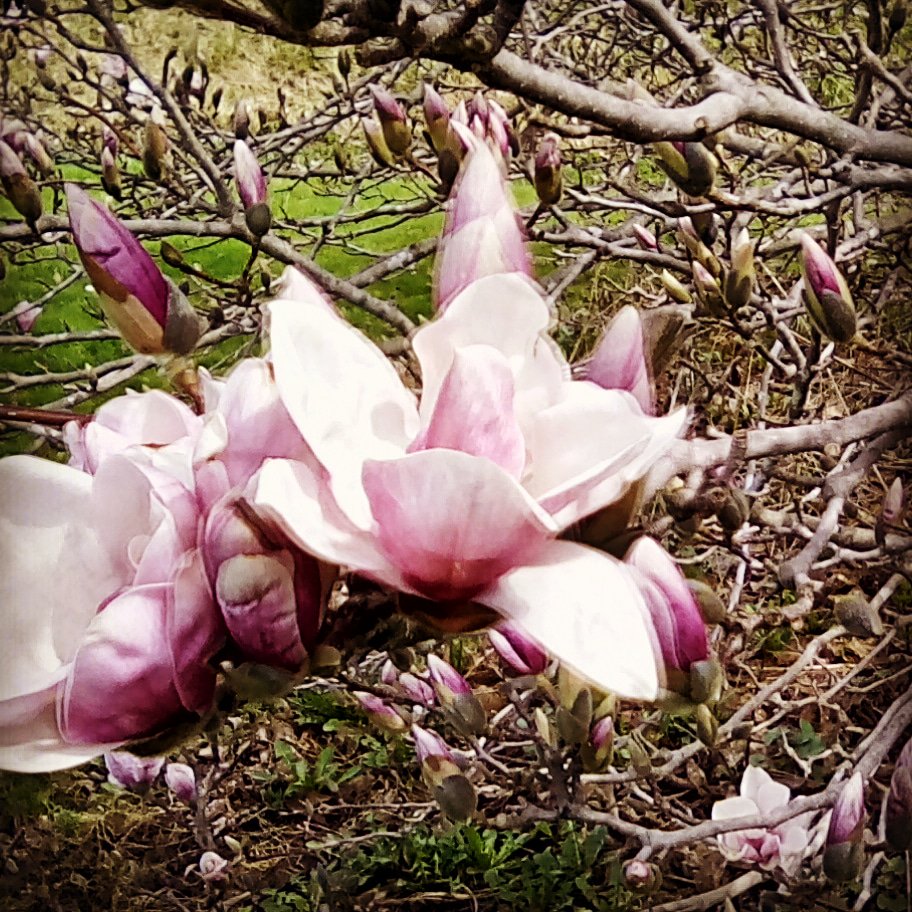 sunflower2014sb's tweet photo. Enjoying the beautifully scented magnolia tree. #gardening #plantchat https://t.co/DuXPlQ9Gvc