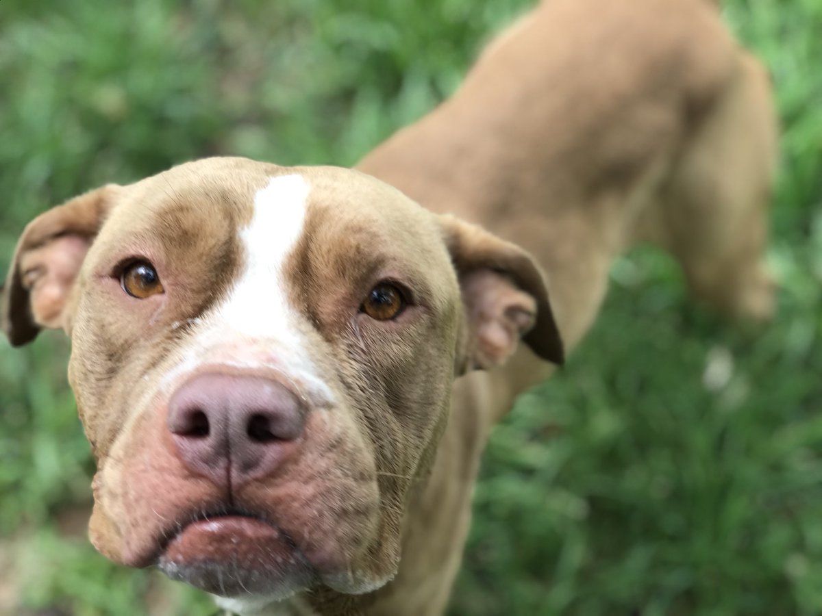 Check out these cool but urgent pups at the Humane Society of Central Texas!