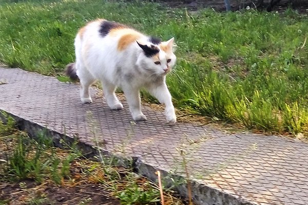 Cat_Invaders tweet picture