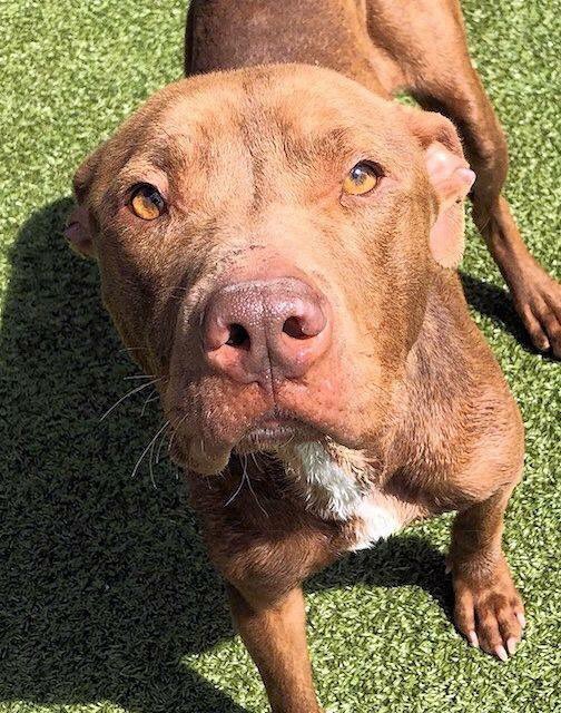 Check out these cool but urgent pups at Humane Society of Central Texas!