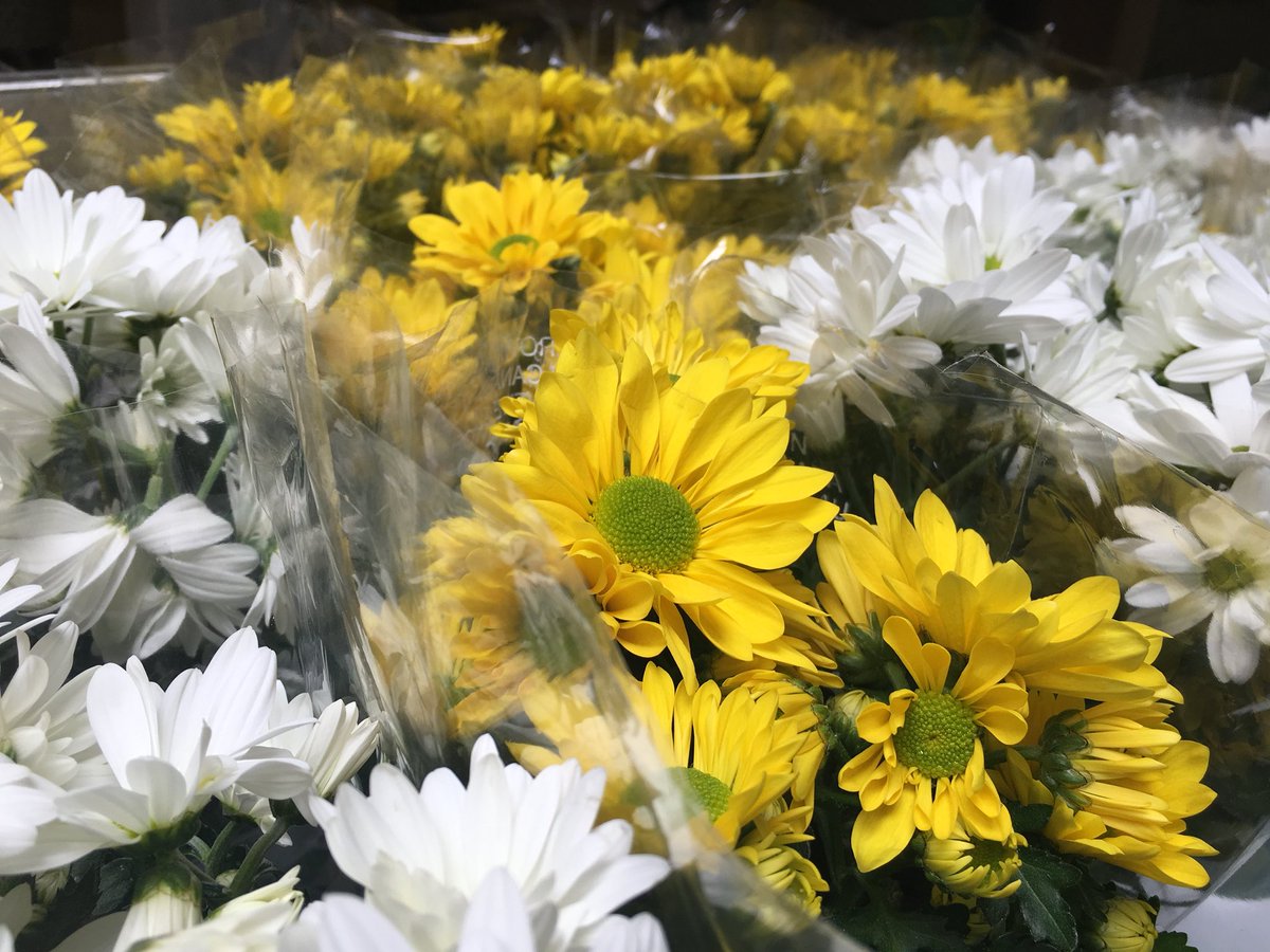 HSCFoundation's tweet photo. Have you bought your mum a mum yet? 🌼 We are closing down at 2:30 – now is your last chance to purchase a Mother’s Day Mum! $8 each or three for $20 😮 All proceeds support improving patient care here at @HSC_Winnipeg! #HopetoLife https://t.co/WVlrU35lAb