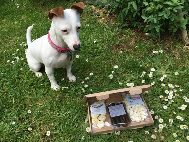 DoggieDelivery.co.uk (@doggie_delivery) / Posts / X