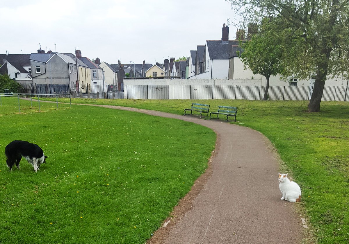 inksplott's tweet photo. Local doggie Lottie regularly goes for walks in #MoorlandPark #Splott with her owner Debbie, but much to Lottie's consternation, local kitty Yuko wants to be friends & loves any chance to join in on a walk, so she follows close behind! Lottie's less than impressed! #petsofsplott https://t.co/Q6MV7bVVJQ