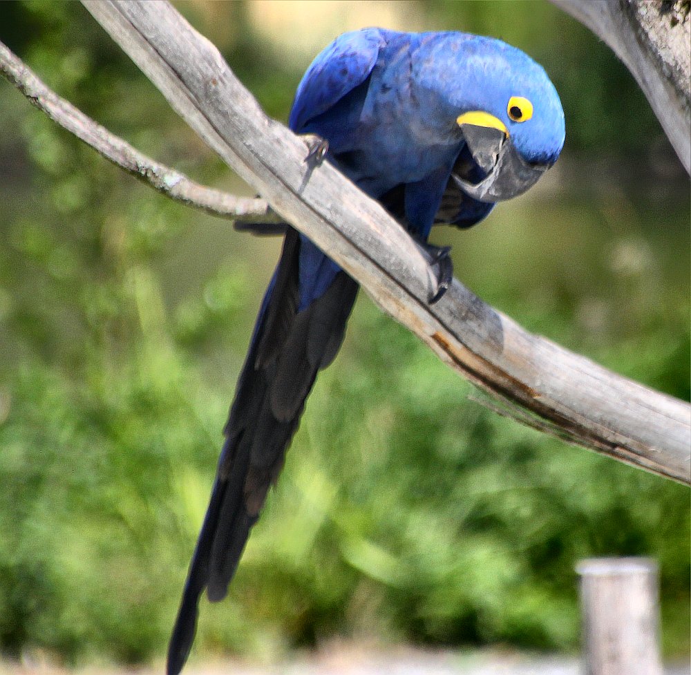 SudEstForum2018's tweet photo. portraits with beak
https://t.co/r7TEq7HCwi
#bird #exotic #Travel @SudEstForum2018 #cornelgingarasu #pasari #zoo https://t.co/Gc0lM0aQep