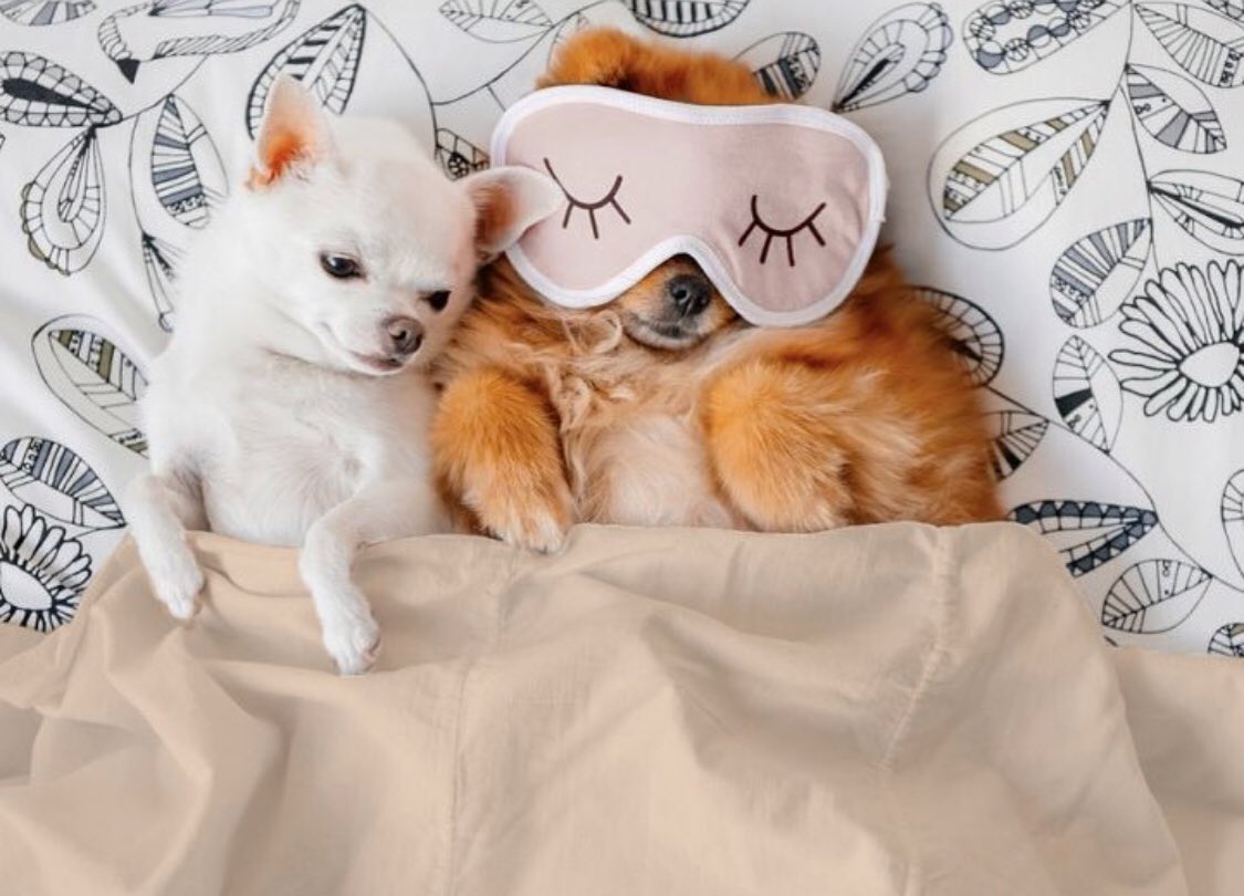 KibblePet's tweet photo. Starting the weekend early 🛏 #KibblePet #DogsOfTwitter https://t.co/nZ6ySNhZzl