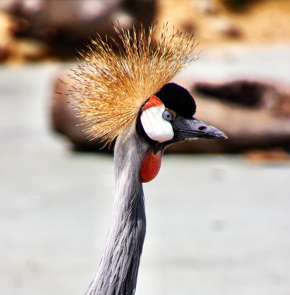 SudEstForum2018's tweet photo. portraits with beak
https://t.co/r7TEq7HCwi
#bird #exotic #Travel @SudEstForum2018 #cornelgingarasu #pasari #zoo https://t.co/Gc0lM0aQep