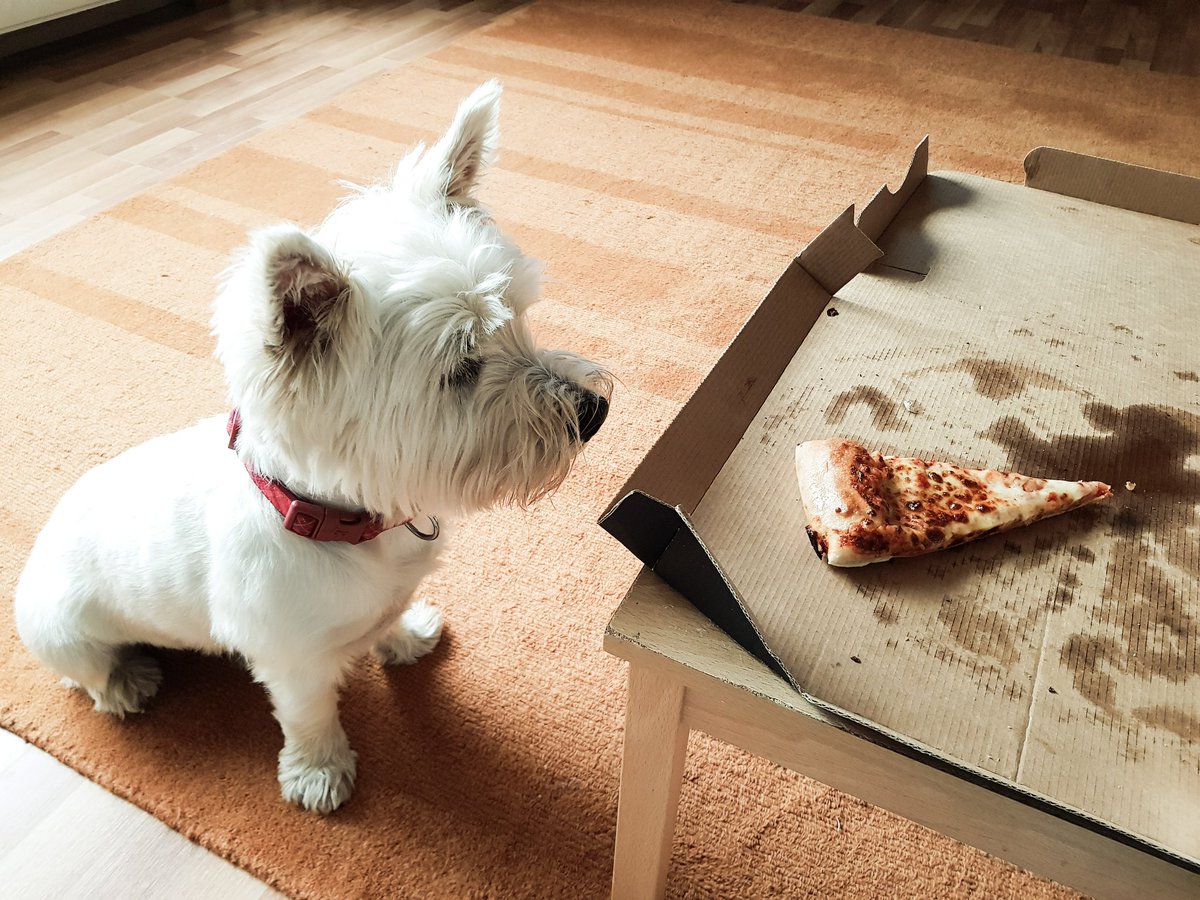 KibatheWestie's tweet photo. Is dat my slice of zzzzzza? #Westie #westiemoments #dailywestie #pizzahut #fatdog #iβ€pizza #ilovepizza #kibathewestie #fattyboombatty https://t.co/TeZ2XKhEIU