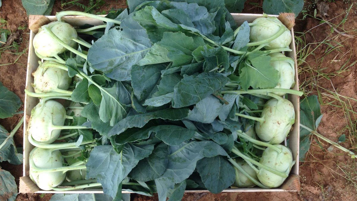 MilanoFreshSrl's tweet photo. today Kohlrabi 20 pieces are leaving from Apulia to Netherlands and UK
#Export #trading #vegetables #kohlrabi #Italy #UK #Netherlands #northEurope #import #fruit #summer #11May #spring #may https://t.co/L3j9ZPDuju