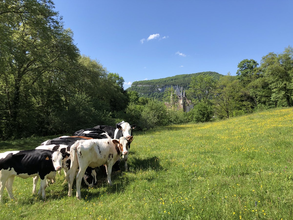 HugoAmele's tweet photo. Aujourd’hui c’est vendredi et comme il fait #beau ont en profite pour faire le tour des #patures pour surveiller les petites loulouttes #CeuxQuiFondLeLait https://t.co/Mr8f8W9UV1