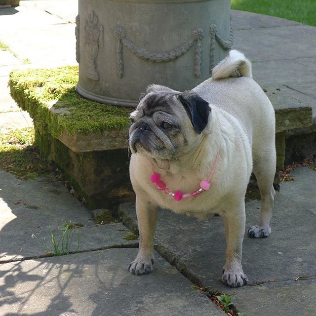 jevansinteriors's tweet photo. Miki made Paloma a necklace and she loves it!! .
.
.
.
#pugs #pug #pugfriday #palomafriday #puglife #pugsofinstagram #pugsofinsta #dogsofinstagram #dogsofinsta #necklace #friday #johnevansdesign #weekend https://t.co/EpJqdcuus4 https://t.co/VfEVXFo84D