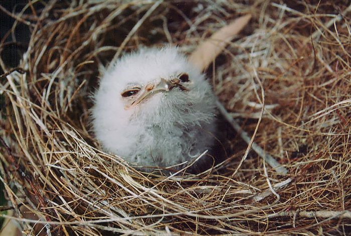 Angry baby frogmouth