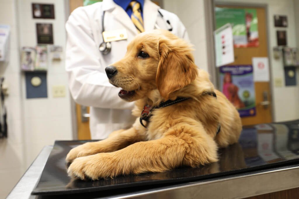 purdue vet clinic