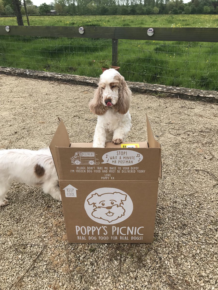 scentworksw's tweet photo. Krumble can’t wait to tuck into her first delivery of @poppyspicnic #rawrocks https://t.co/8mUeefgllx