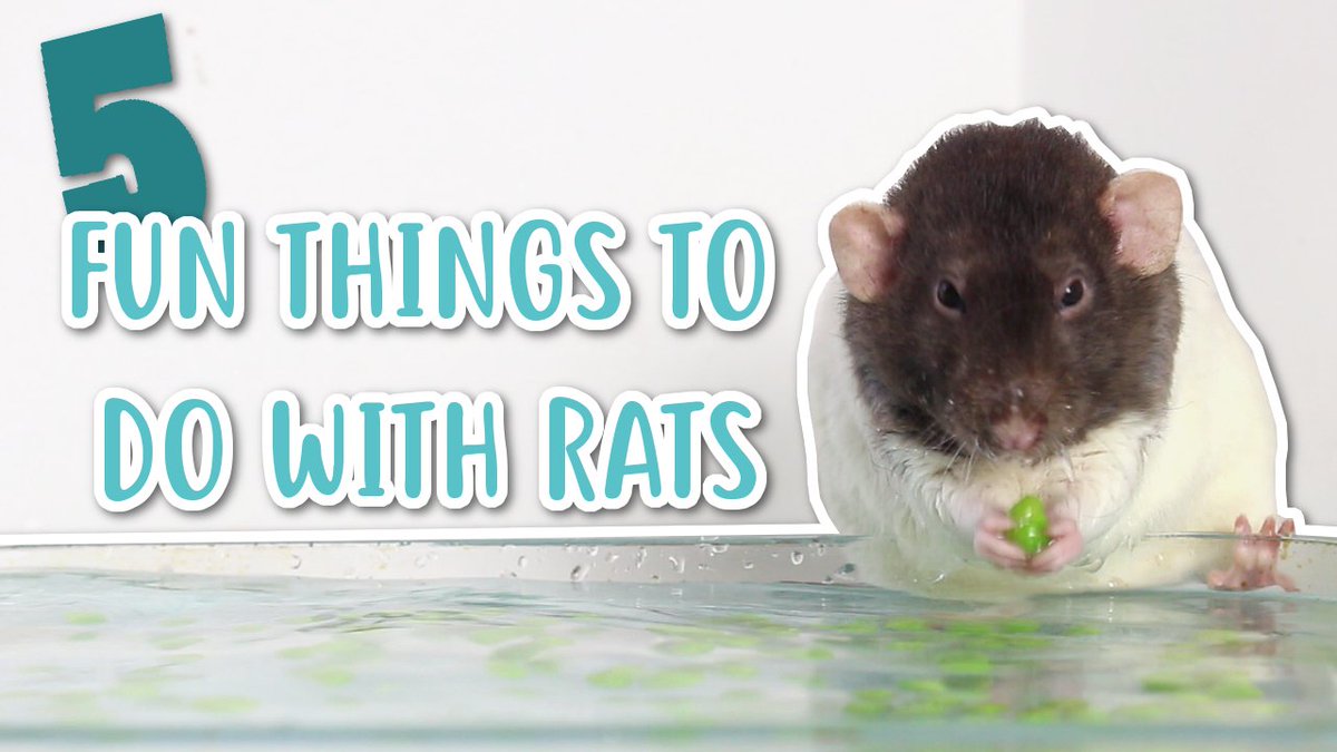 Emi_ology's tweet photo. Come watch 5 minutes of pure rat cuteness in my latest video! 🐭 5 FUN THINGS TO DO WITH RATS 🐭 https://t.co/roTiP9IfEV https://t.co/d7qMa4jAn9