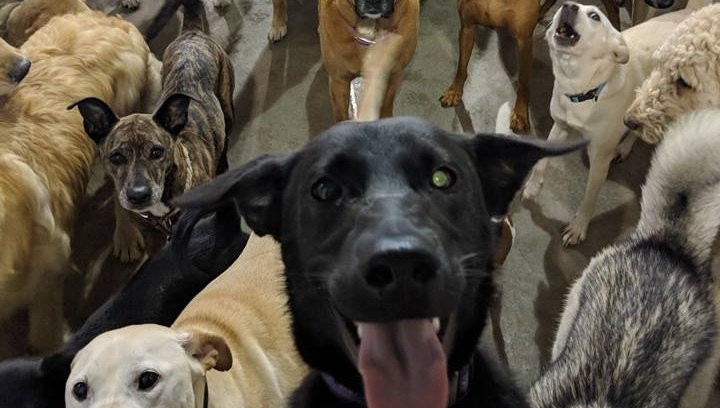 WVTM13's tweet image. Some very good boys, girls pose for doggie day care picture bit.ly/2Kf47DW