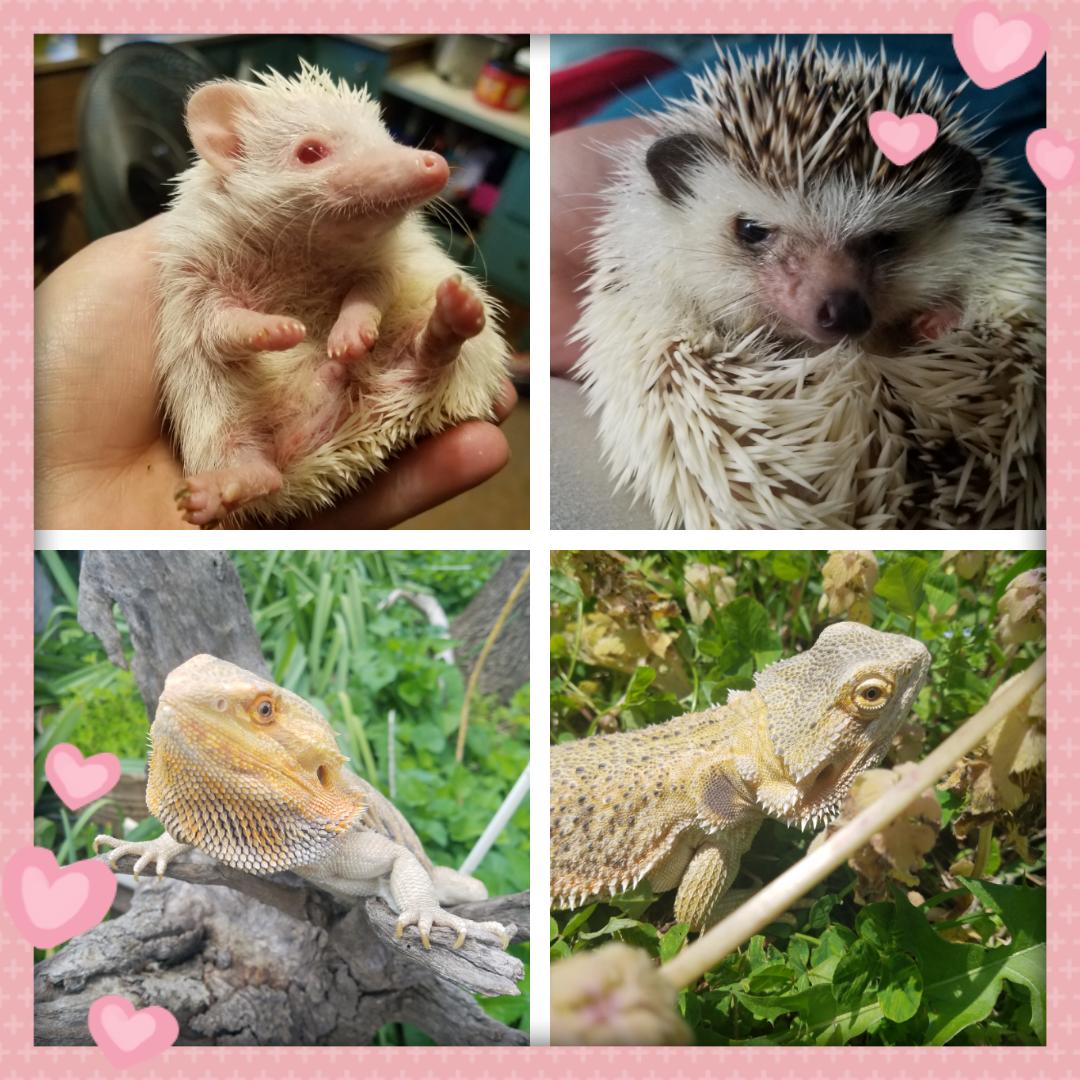 SaraJayne1324's tweet image. Some of my pets. Love my furry, pokey, scaley babies. #reptilemom #hedgiemom #hedgehog  #beardeddragon #bluetongueskink #sugarglider #leopardtort #Whitestreefrog