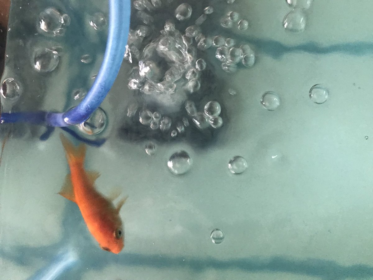 もしもし 殺し屋からの脱出 En Twitter 金魚掬いの金魚 掬った時から白点病で薬浴していたが 完全に治りました びっくりするくらい元気で嬉しい 金魚掬い 白点病 完治