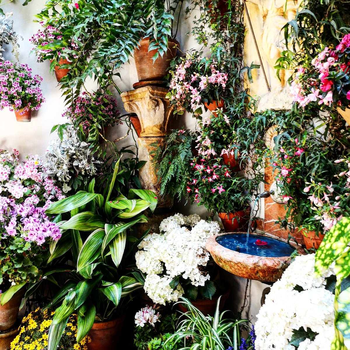 chary_serrano's tweet photo. El sonido del agua, el color de las flores, el trino de los pájaros...
Estoy en el cielo? No.. en un #patiocordobes
S.Juan de Palomares, 8
#festivaldelospatios @pappsaporte
#Cordobaesp
#patios2018
#LaHoraMagica11M https://t.co/0m70pynTLo