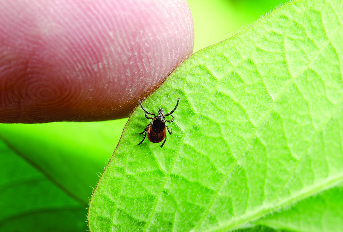 DurhamHealth's tweet photo. It’s Lyme Disease Awareness Month. Find out what you should do if you find a tick on yourself: https://t.co/9YezP2HNdd #LymeDiseaseAwarenessMonth #targetlyme https://t.co/IyXwdprXAx
