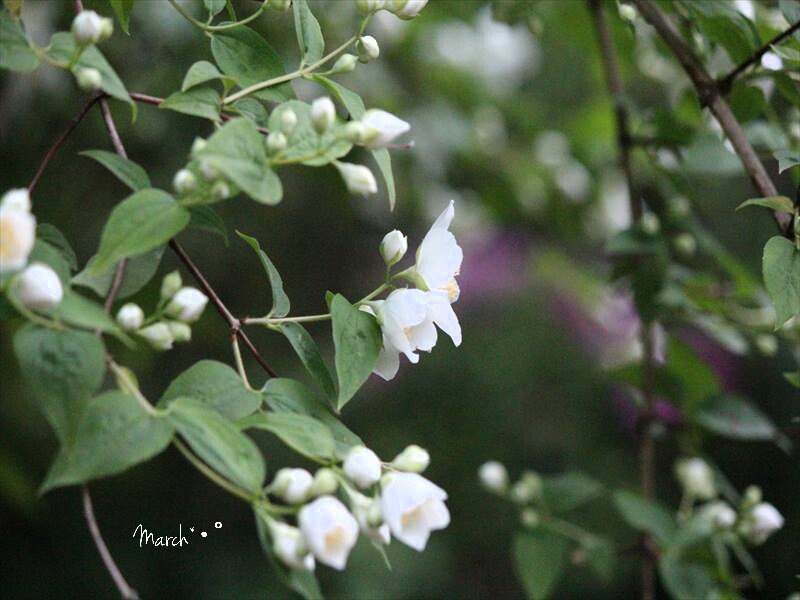 梅花空木 Twitter Search Twitter