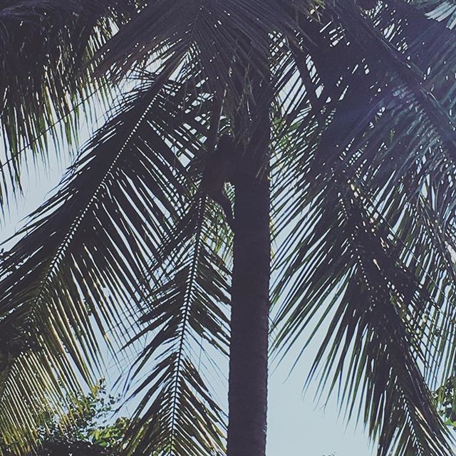 If you look close enough, you can see a monkey climbing this palm tree 🐒 🙊 #clevertravel #clevertravelcompanion #monkey #coconuttree #palmtree #monkeytime #travel #asia #views #nature #animals