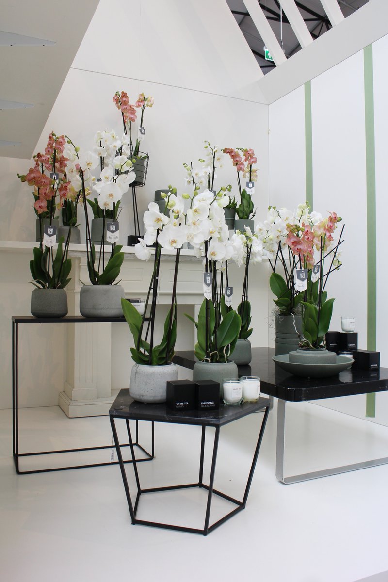 Meet &amp; Greet Team <a href="/PietVijverberg/">Piet Vijverberg</a> op maandagochtend 14 mei bij <a href="/byWaterdrinker/">WaterdrinkerAalsmeer</a> Green Trade Center in Aalsmeer.
In de speciale 3D presentatie showen wij de exclusieve White World® Phalaenopsis en de Big5 collection. We vertellen u graag alle mogelijkheden. Graag tot ziens!