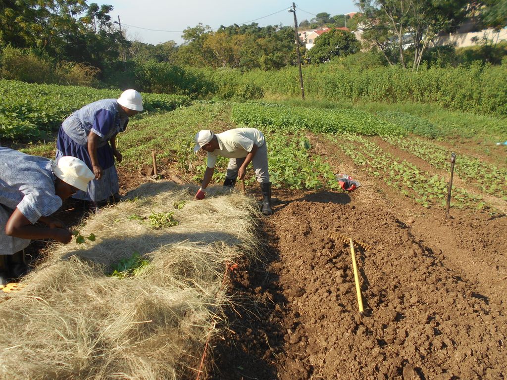 ftfa's tweet photo. Thulubukele Garden in Newlands, eThekwini, KwaZulu-Natal, are undergoing an intensive training, support and mentorship program with FTFA. During this workshop, farmers engaged in bed-preparation, transplanting of seedlings, mulching and crop-care. #WhatDevelopmentLooksLike https://t.co/XhfMGOM5U2
