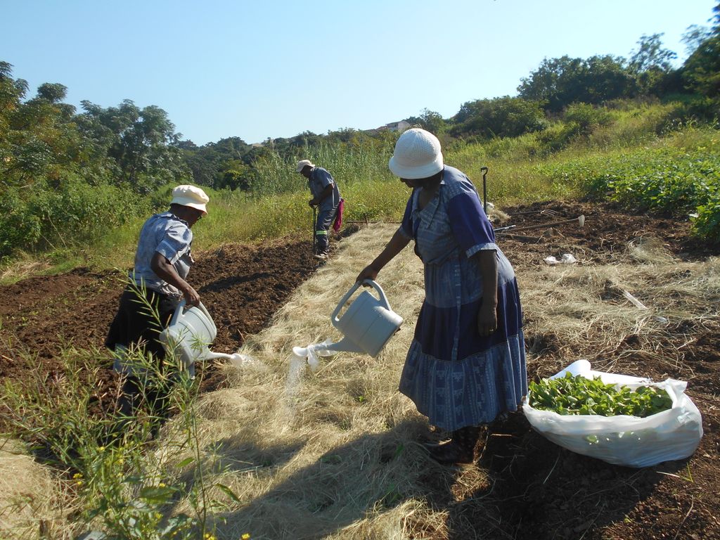 ftfa's tweet photo. Thulubukele Garden in Newlands, eThekwini, KwaZulu-Natal, are undergoing an intensive training, support and mentorship program with FTFA. During this workshop, farmers engaged in bed-preparation, transplanting of seedlings, mulching and crop-care. #WhatDevelopmentLooksLike https://t.co/XhfMGOM5U2