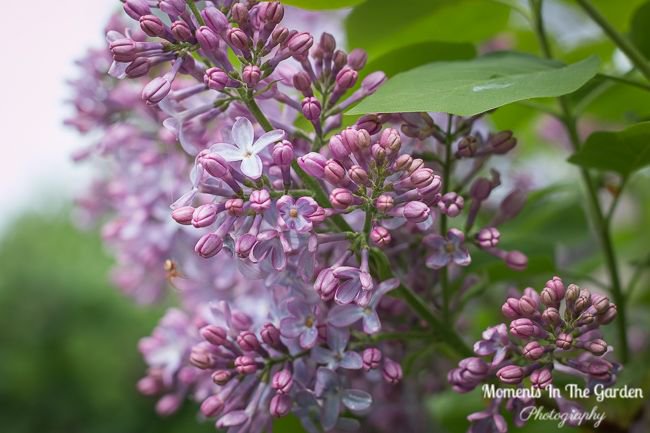 MomentsintheG's tweet photo. Now the lilacs are beginning to flower.  Just love the scent.  #lilacsblooming #lilacbush  #featureshrub #cottagegardenshrub #momentsinthegardenphotography https://t.co/t6qHJBLvWl