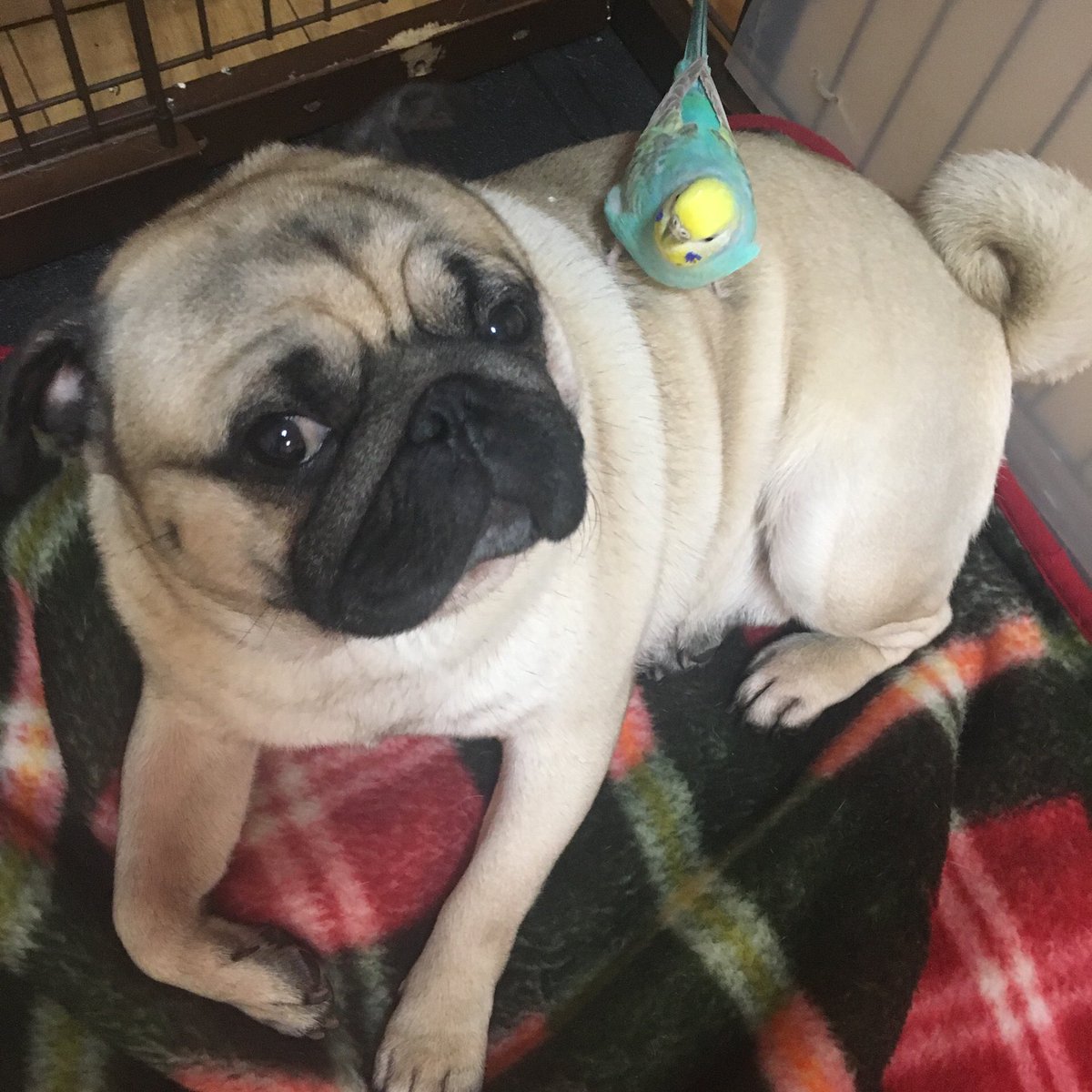 犬乗りインコ 犬乗りインコ