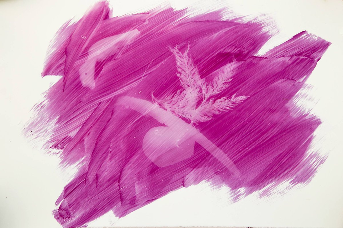 openstudioTO's tweet photo. #Exhibition openings TONIGHT: Susan Cunningham: Tokens, Sally Ayre: Shift, &amp; The Shape of the Middle Curated by Daniella Sanader, w/ work by: Shannon Garden-Smith, Jenine Marsh, Tania Willard, &amp; Fan Wu. 
#Print #CONTACT2018 #EmergingCollector

Image: photogram by Tania Willard https://t.co/S8wqyrdeQ7