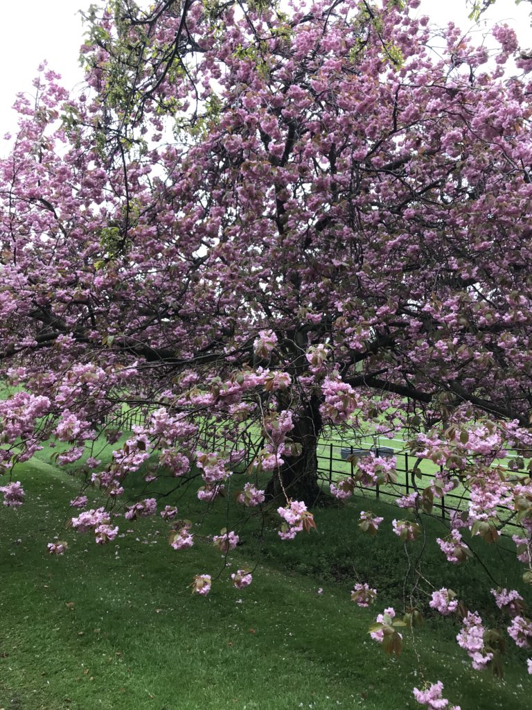 privpropsearch's tweet photo. Beautiful blossom in the garden of this stunning house which we’re buying for a client #offmarket #buyingagent #countryhouses https://t.co/bH1A1b4r62