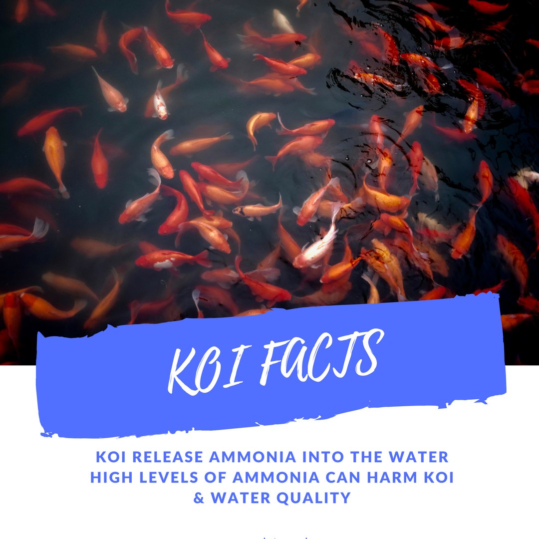 pondstarsuk's tweet photo. #koifact koi release amonia into the water, harming the water quality if not looked after properly
#koilover #fishyfriday #pondstarsuk #pondmaintenance #pondclean #dorset #bournemouth #poole https://t.co/cByY3KO9DR