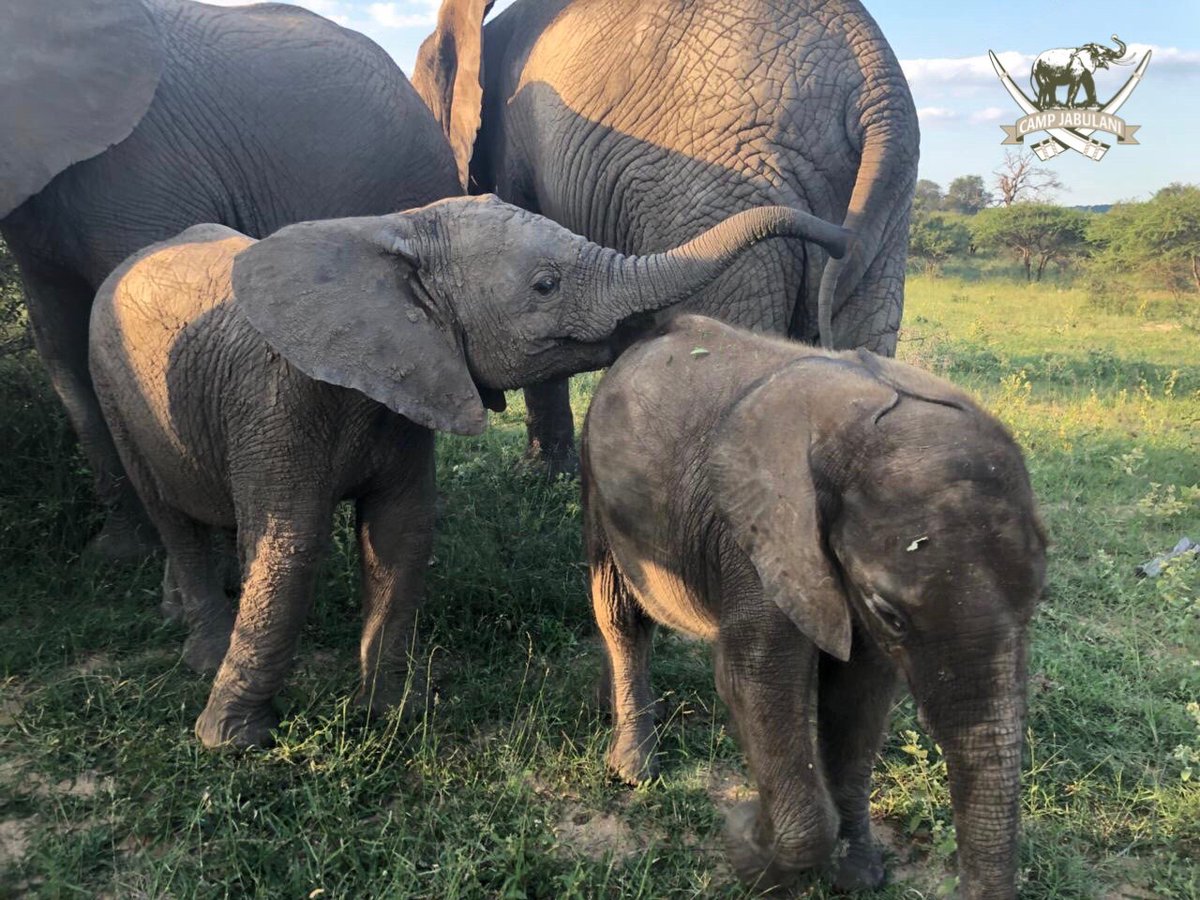 JabulaniSafari's tweet photo. #Timisa and #Shawu are getting along very well. Both #orphanedelephant's have found a wonderful new family in the #jabulaniherd. Shawu is approx 10 months younger than Timisa
#campjabulani #relaischateaux #relaischateauxafrica #elephantconservation #elephants #visitsouthafrica https://t.co/36iBGXEHh8