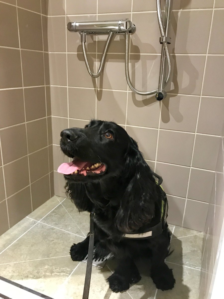Nat_Montague's tweet photo. #Zak had to come and see the #DogShower himself after seeing #George in it in the @WessexParkHomes #Allure @GDLive_UK #RealFurryFriends https://t.co/6ZcEBbXo8O