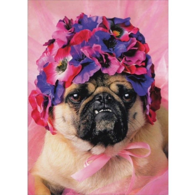 adplugg's tweet photo. Everyone have a happy Mother's Day from our Pug of the Week! #pugoftheweek #pugs #dogs #funny #mothersday2018 https://t.co/QEcVx79kSM