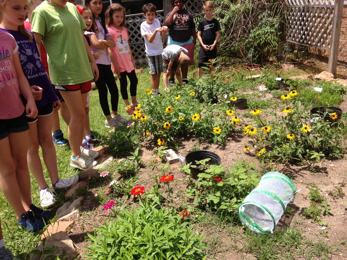 sbuchholz16's tweet photo. Our preying mantis emerged. There were so many! They now live in the butterfly garden. https://t.co/WAvxqH0TUF