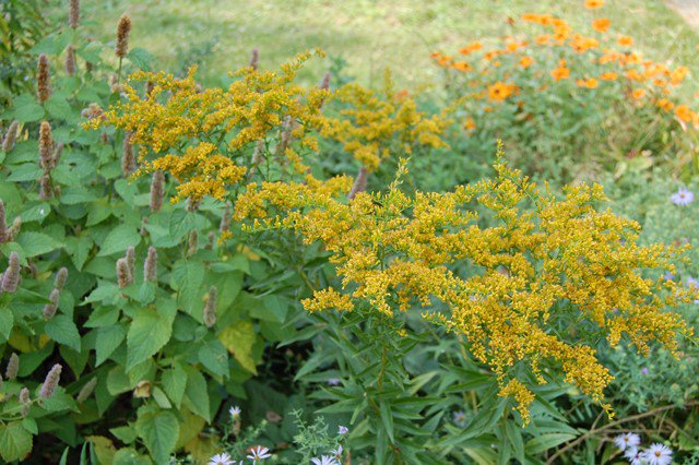 TX Gulf Coast Master Naturalist tweet media