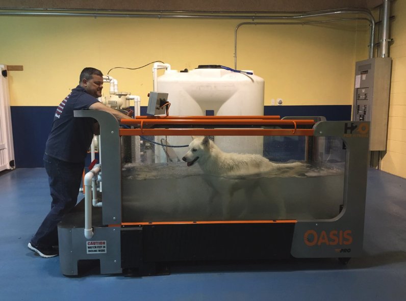 ADogsDayOut's tweet photo. We're one of the only places with a canine water treadmill -- great for exercise, especially for dogs with arthritis or other conditions. Here's Echo using it at our #SpringfieldVA facility. #ADogsDayOut #dogdaycare #caninetreadmill #watertreadmill #arthritis #arthritistreatments https://t.co/a7VnvrIFVI